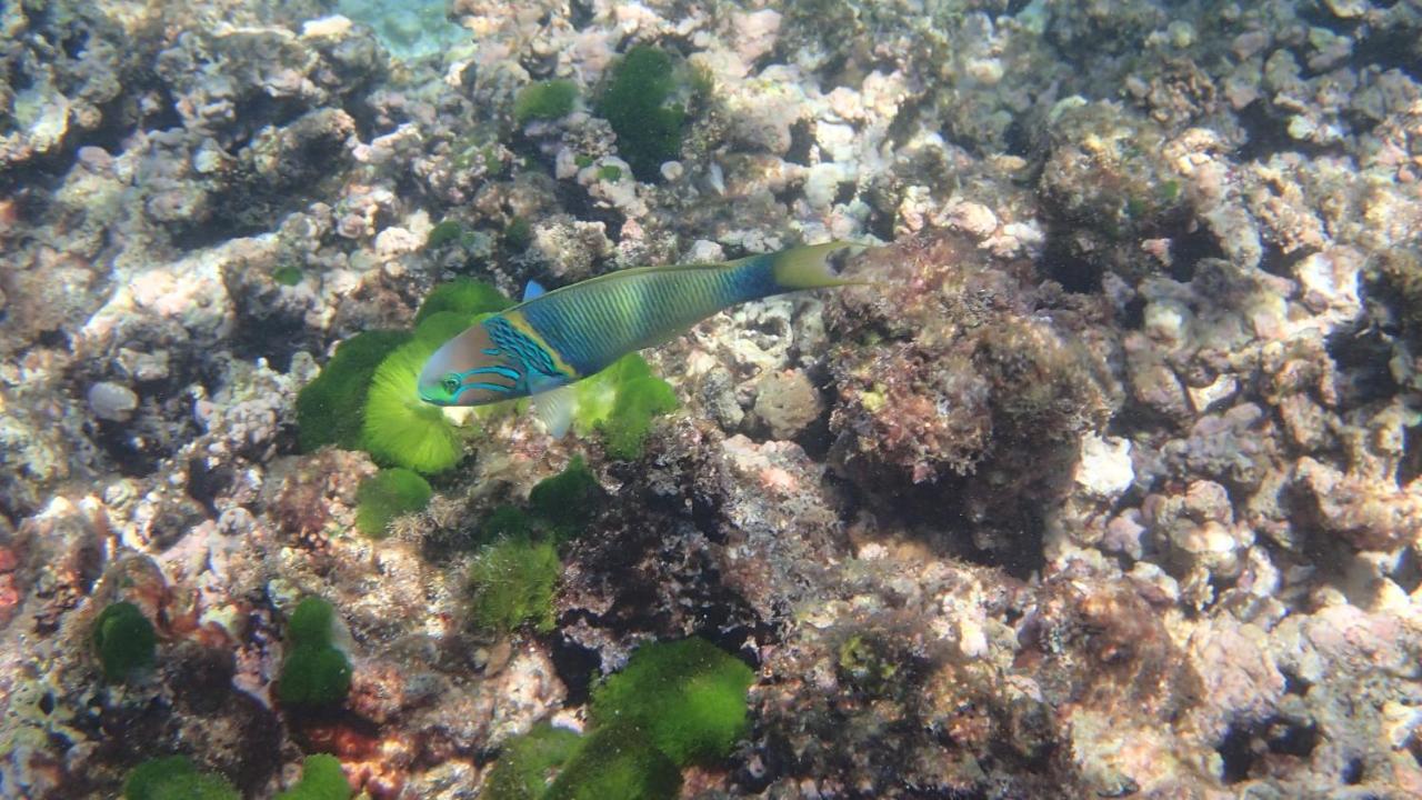 Villa Anse La Blague Baie Sainte Anne Buitenkant foto