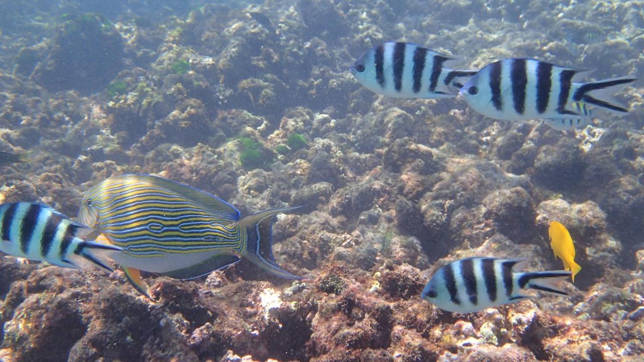 Villa Anse La Blague Baie Sainte Anne Buitenkant foto