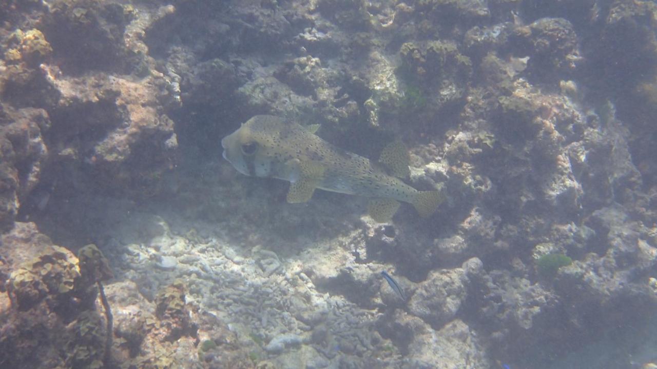 Villa Anse La Blague Baie Sainte Anne Buitenkant foto