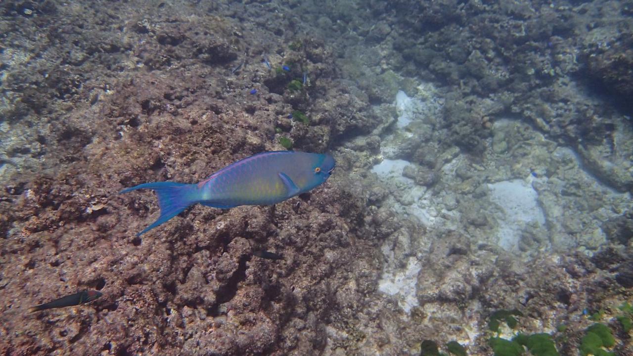Villa Anse La Blague Baie Sainte Anne Buitenkant foto
